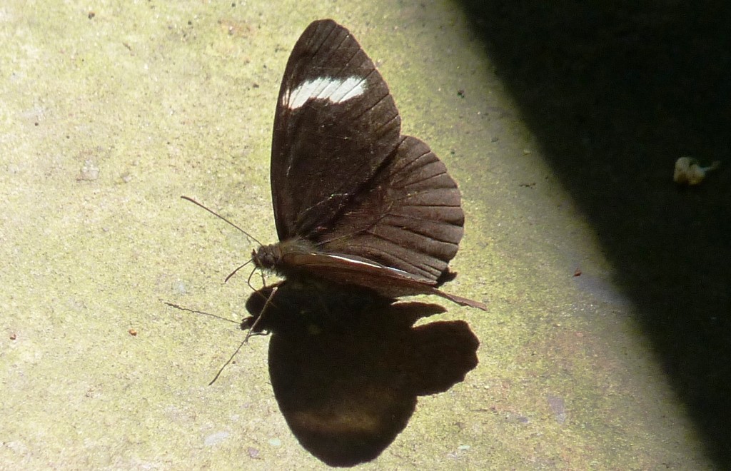 Foto: Mariposa - Tumbaya (Jujuy), Argentina