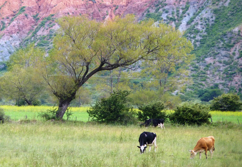 Foto: Quebrada de Humahuaca. - Tumbaya (Jujuy), Argentina