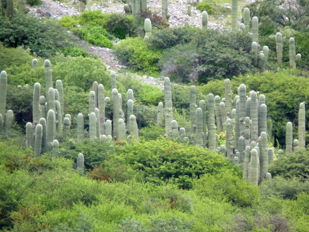 Foto: Quebrada de Humahuaca. - Tumbaya (Jujuy), Argentina