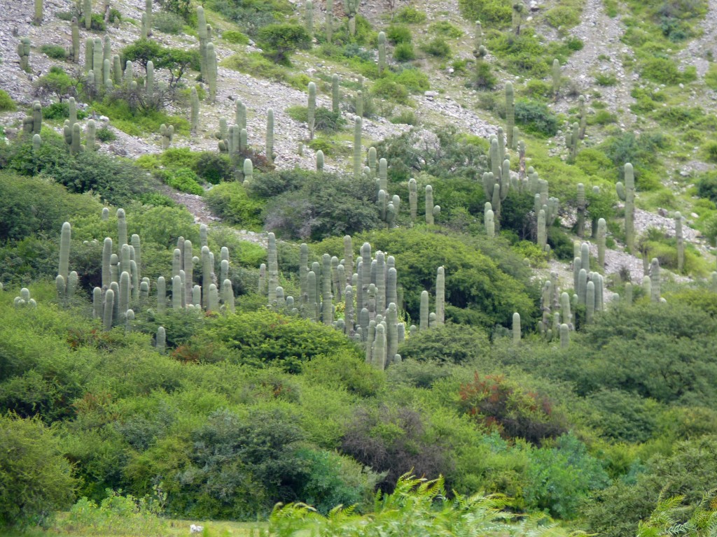 Foto: Quebrada de Humahuaca. - Tumbaya (Jujuy), Argentina