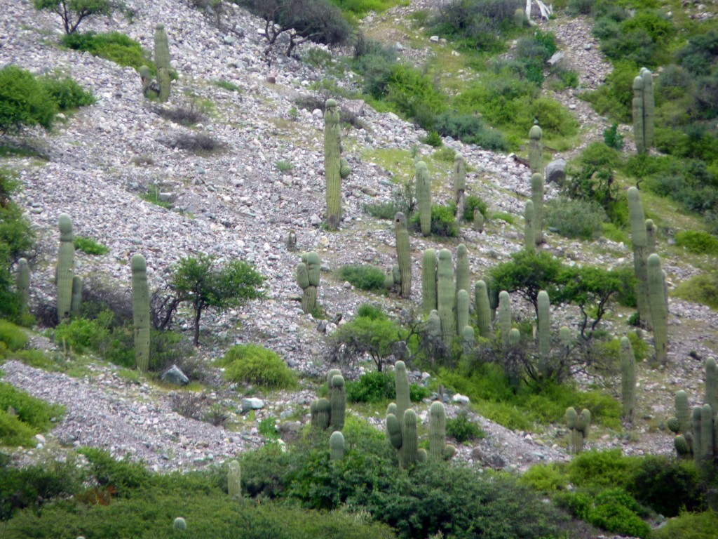 Foto: Quebrada de Humahuaca. - Tumbaya (Jujuy), Argentina