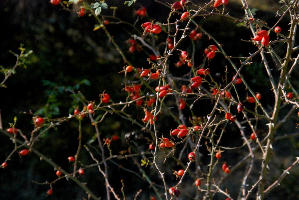 Foto de Martinet i Montellà (Lleida), España