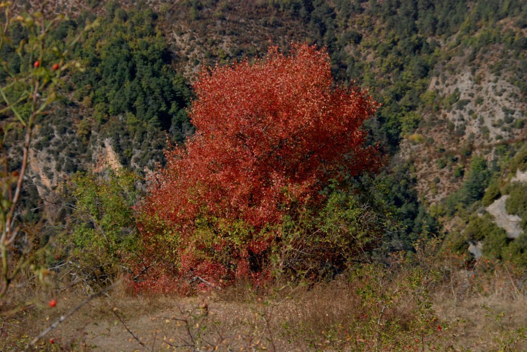 Foto de Martinet i Montellà (Lleida), España