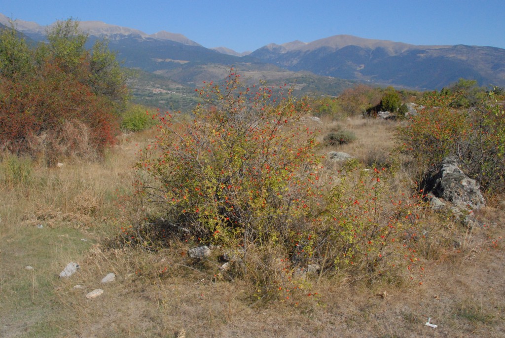Foto de Martinet i Montellà (Lleida), España