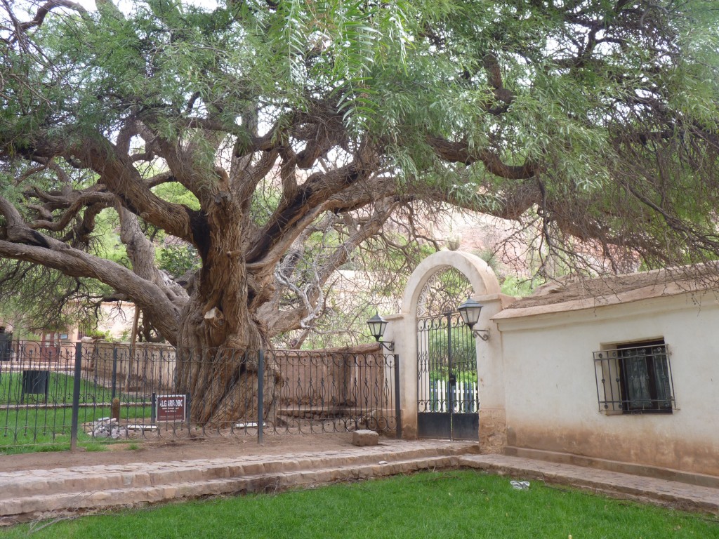 Foto: Algarrobo de 700 años. - Purmamarca (Jujuy), Argentina