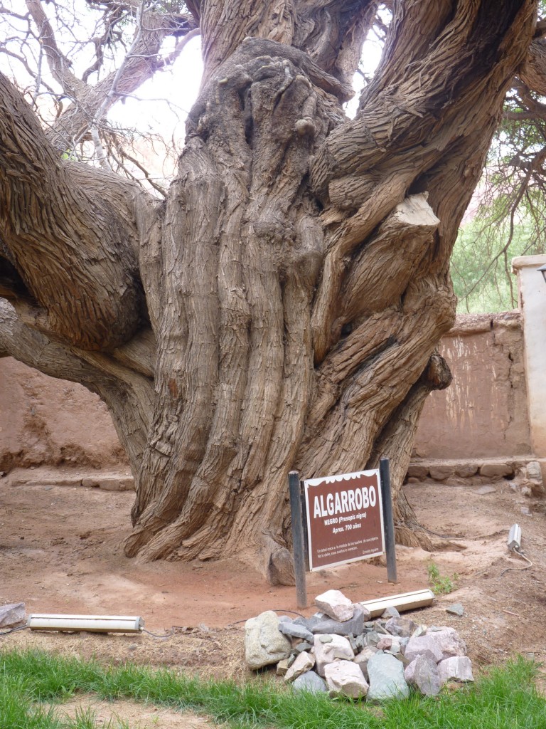 Foto: Algarrobo de 700 años. - Purmamarca (Jujuy), Argentina