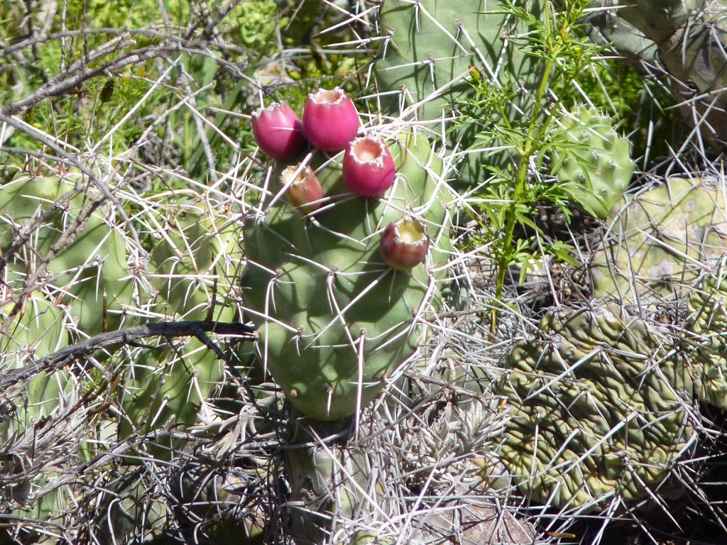 Foto: Pucará de Tilcara. - Tilcara (Jujuy), Argentina