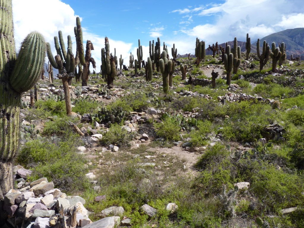 Foto: Pucará de Tilcara. - Tilcara (Jujuy), Argentina