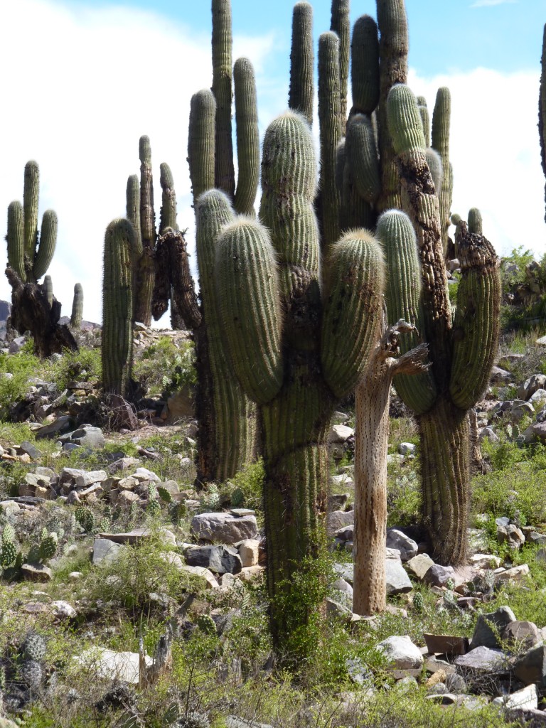 Foto: Pucará de Tilcara. - Tilcara (Jujuy), Argentina