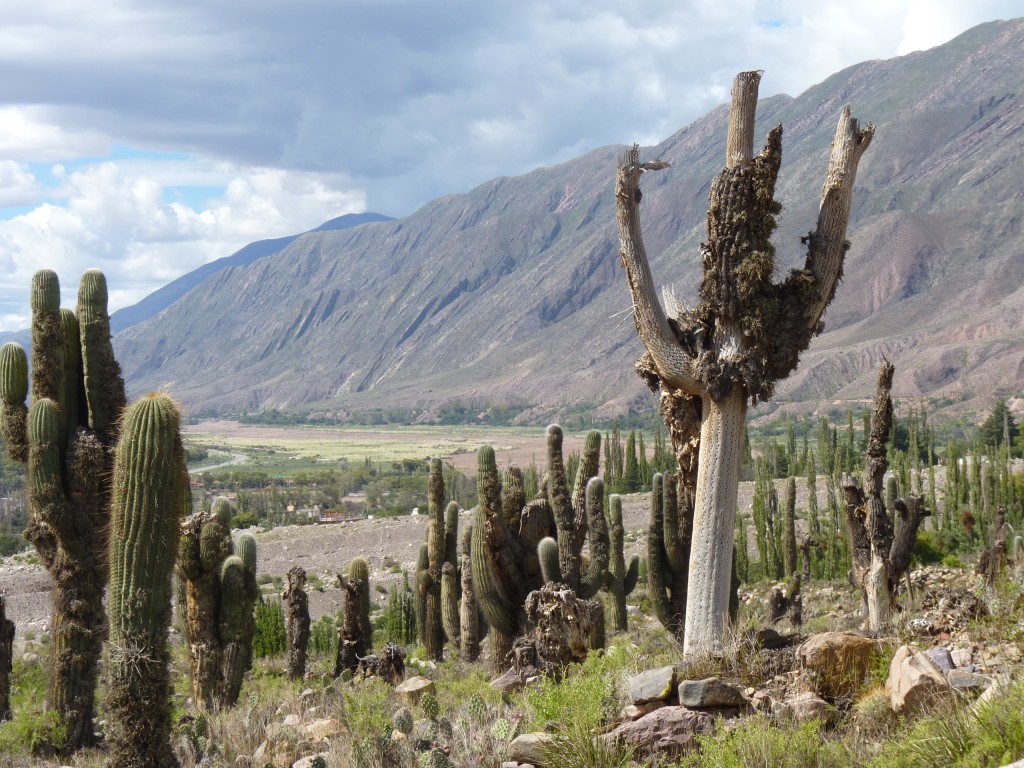 Foto: Pucará de Tilcara. - Tilcara (Jujuy), Argentina