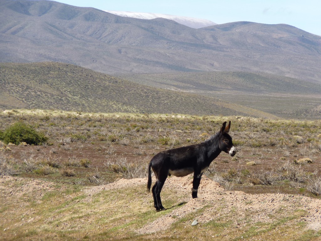 Foto: Burros salvajes. - Cuesta de Lipán (Jujuy), Argentina
