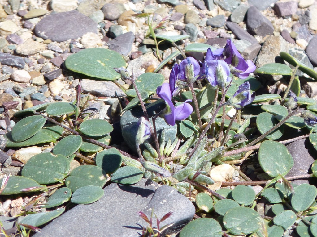 Foto de Cuesta de Lipán (Jujuy), Argentina