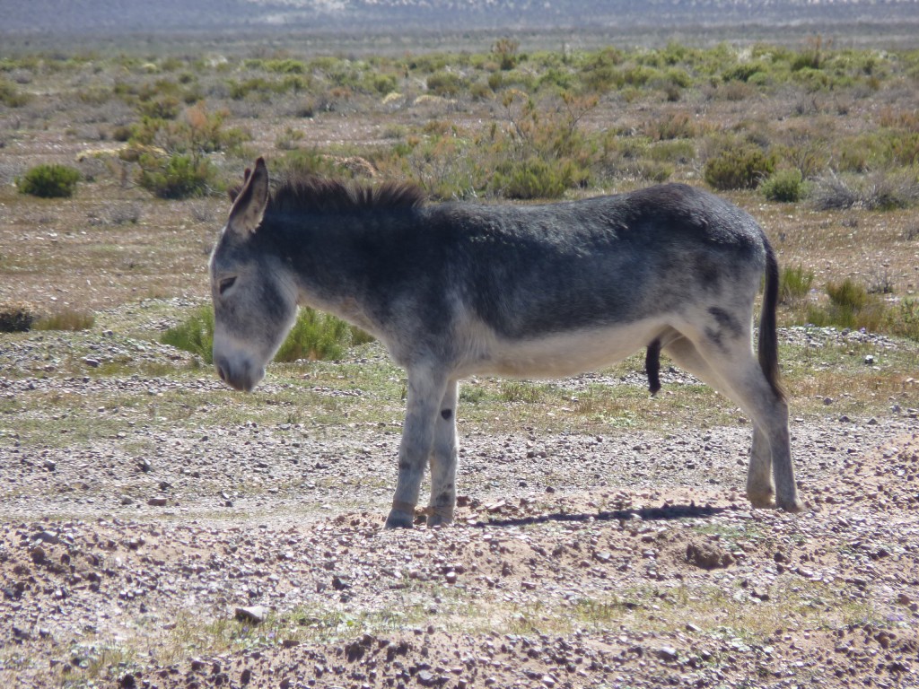 Foto de Cuesta de Lipán (Jujuy), Argentina
