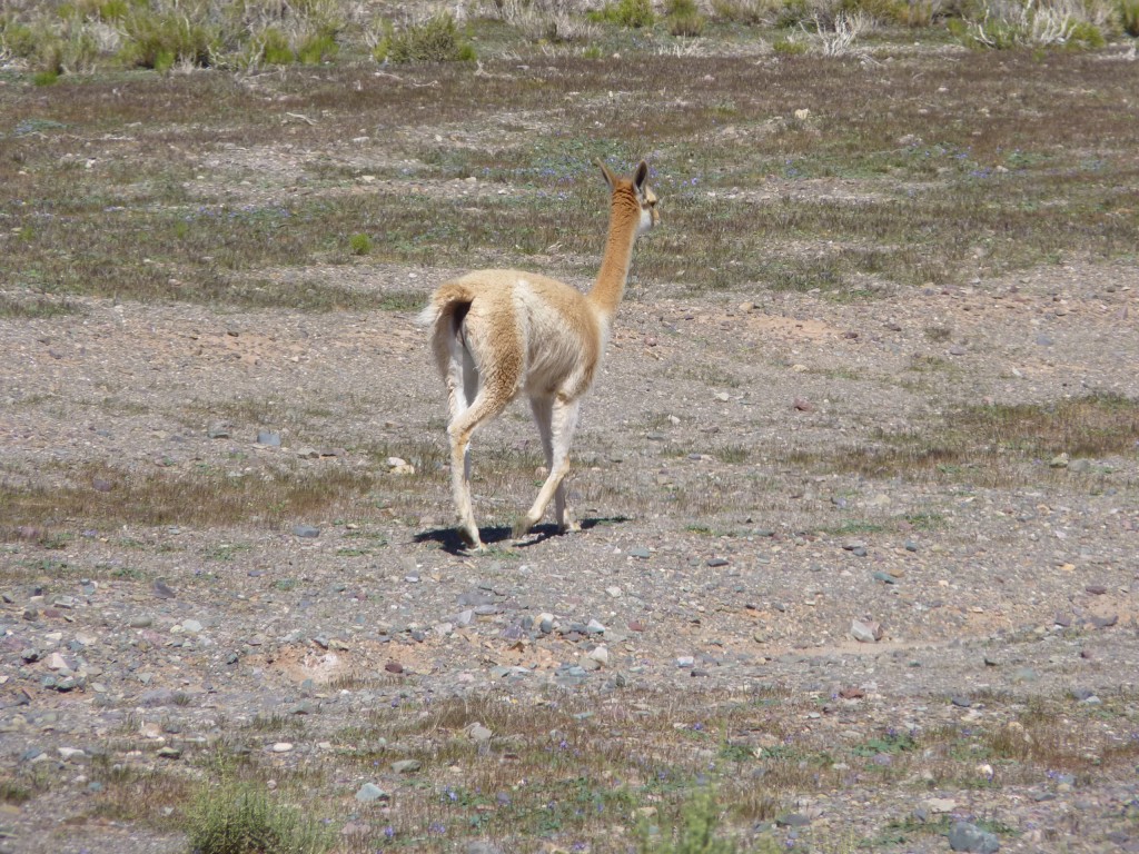 Foto de Cuesta de Lipán (Jujuy), Argentina