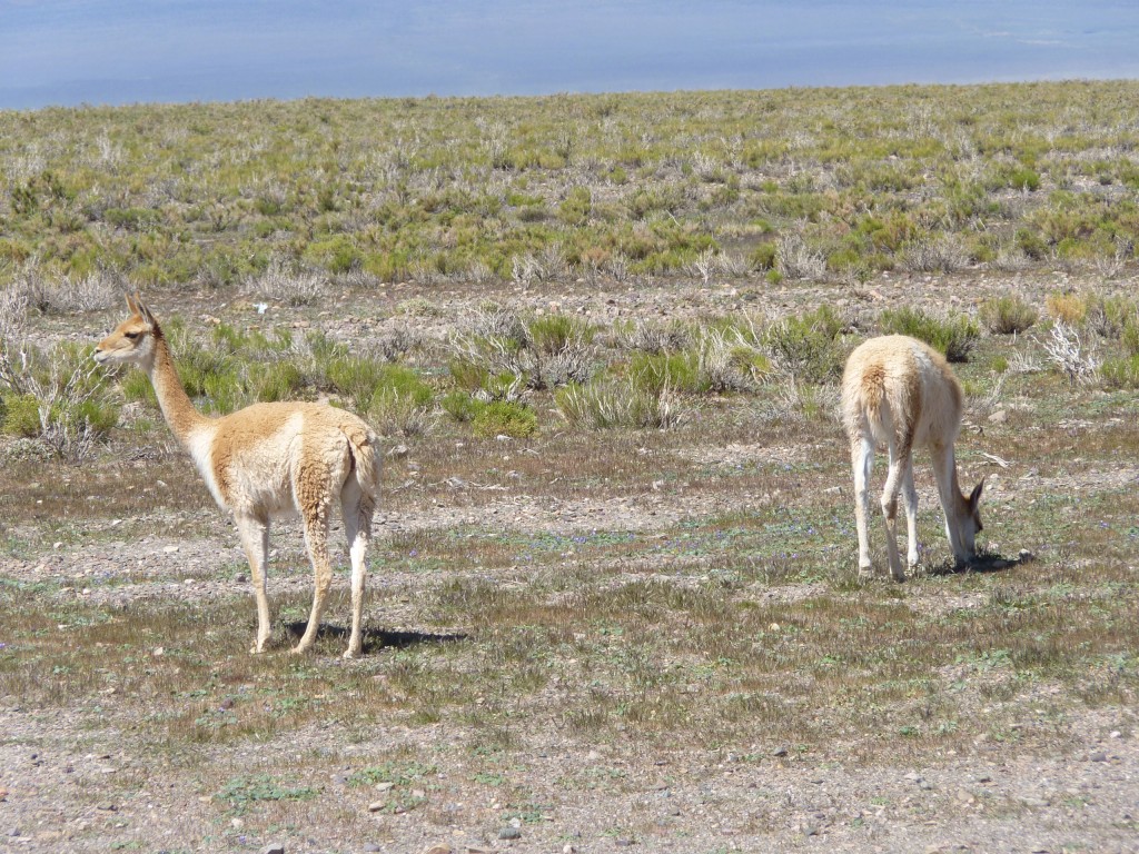 Foto: Llamas - Cuesta de Lipán (Jujuy), Argentina