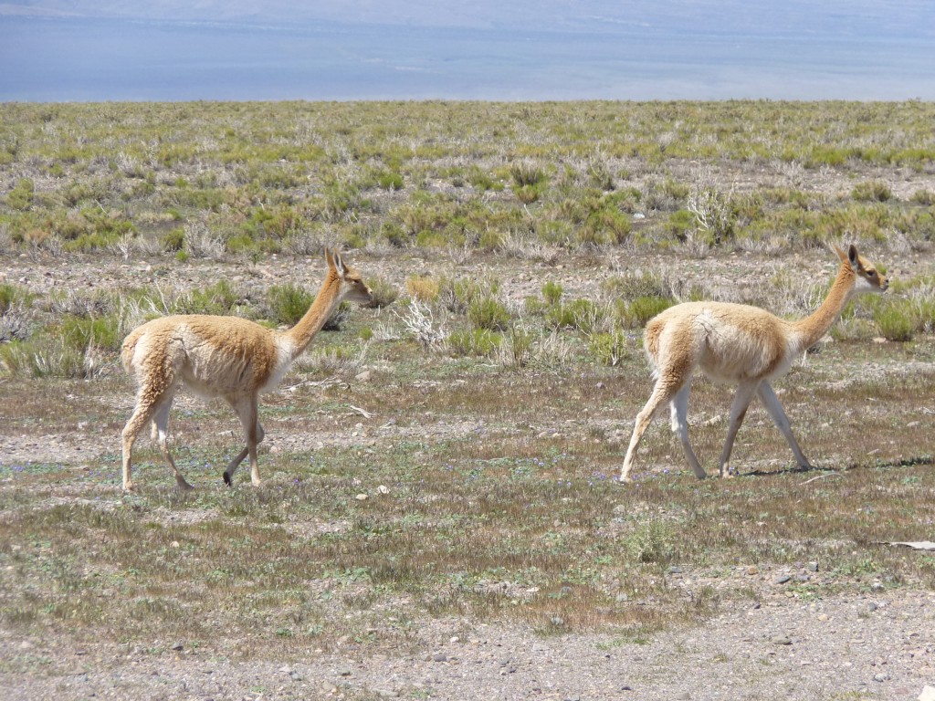 Foto: Llamas - Cuesta de Lipán (Jujuy), Argentina