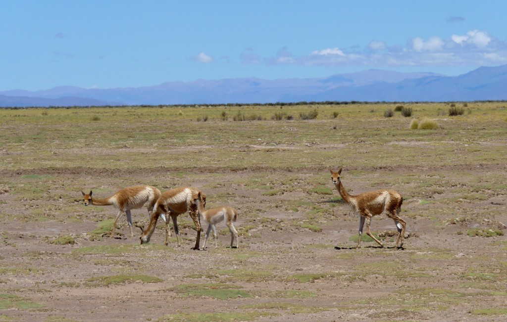 Foto: Guanacos. - Cuesta de Lipán (Jujuy), Argentina