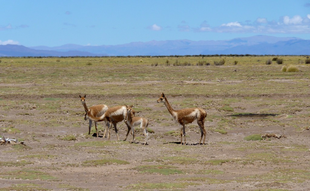 Foto: Guanacos. - Cuesta de Lipán (Jujuy), Argentina
