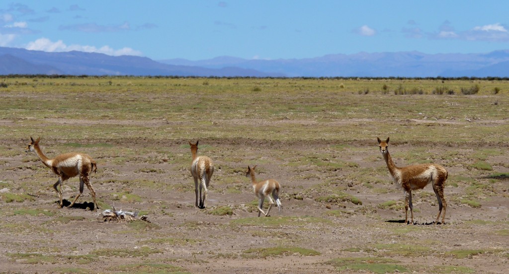 Foto: Guanacos. - Cuesta de Lipán (Jujuy), Argentina