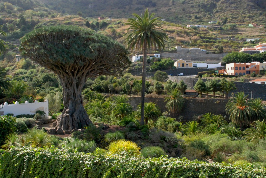 Foto de Santa Cruz de Tenerife (Canarias), España