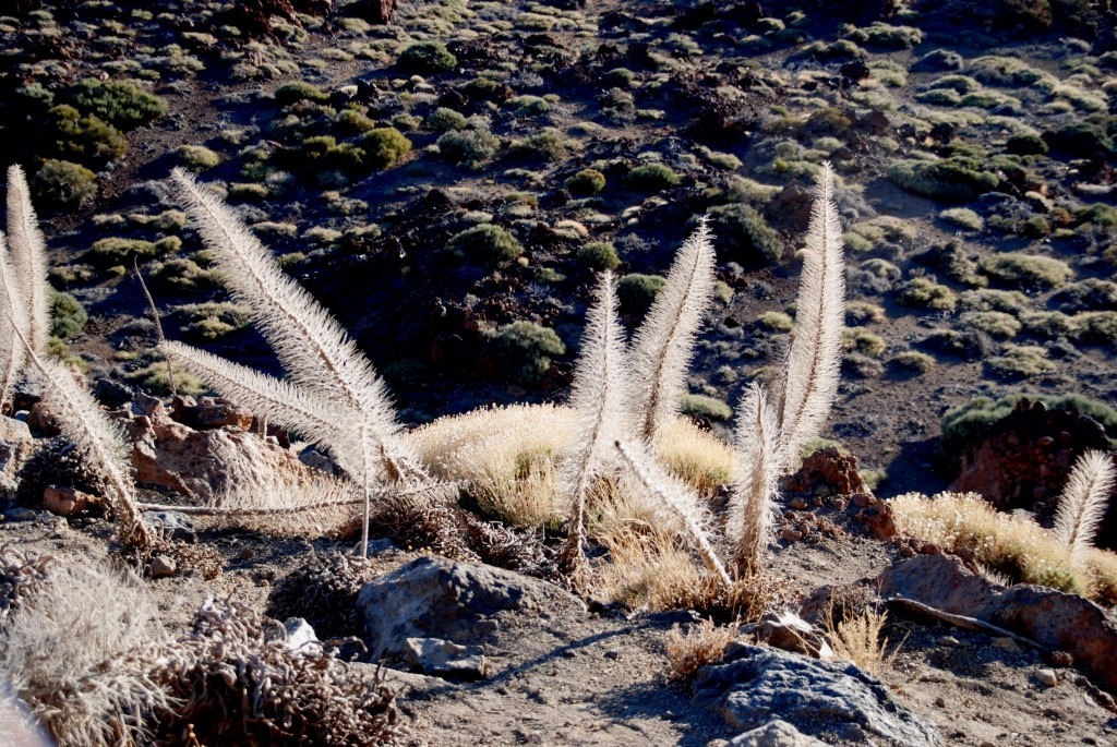Foto: Teide - Santa Cruz de Tenerife (Canarias), España