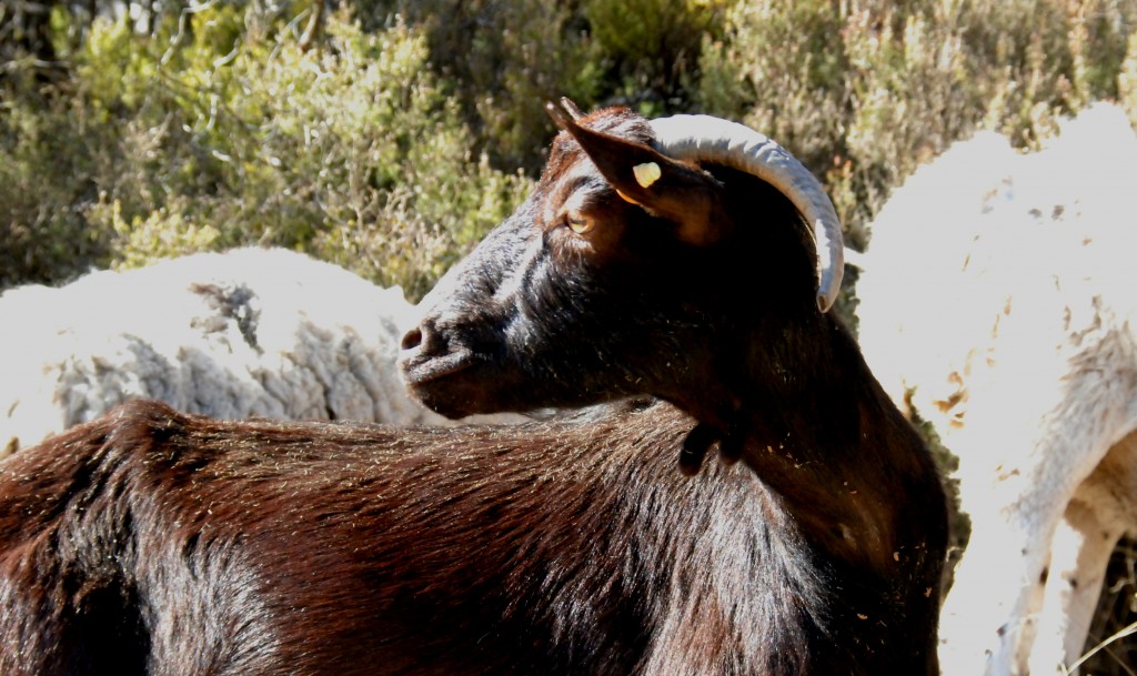 Foto de El Brull (Barcelona), España