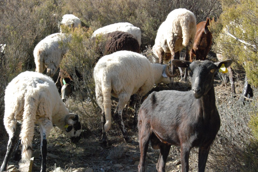 Foto de El Brull (Barcelona), España