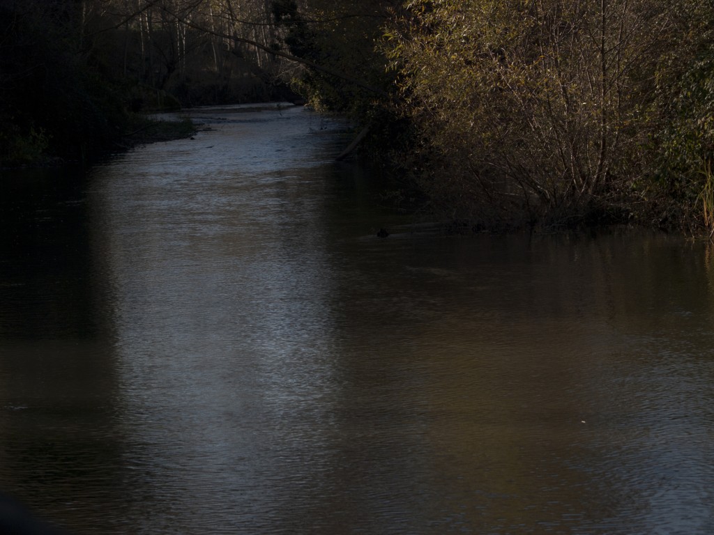 Foto: Río Tirón al atardecer - Cuzcurrita de Río Tirón (La Rioja), España