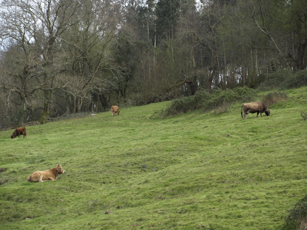 Foto: Ganado - Abanillas (Cantabria), España