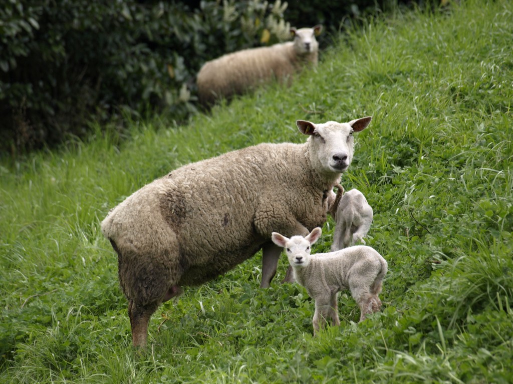 Foto: Ovejas y corderos - Abanillas (Cantabria), España