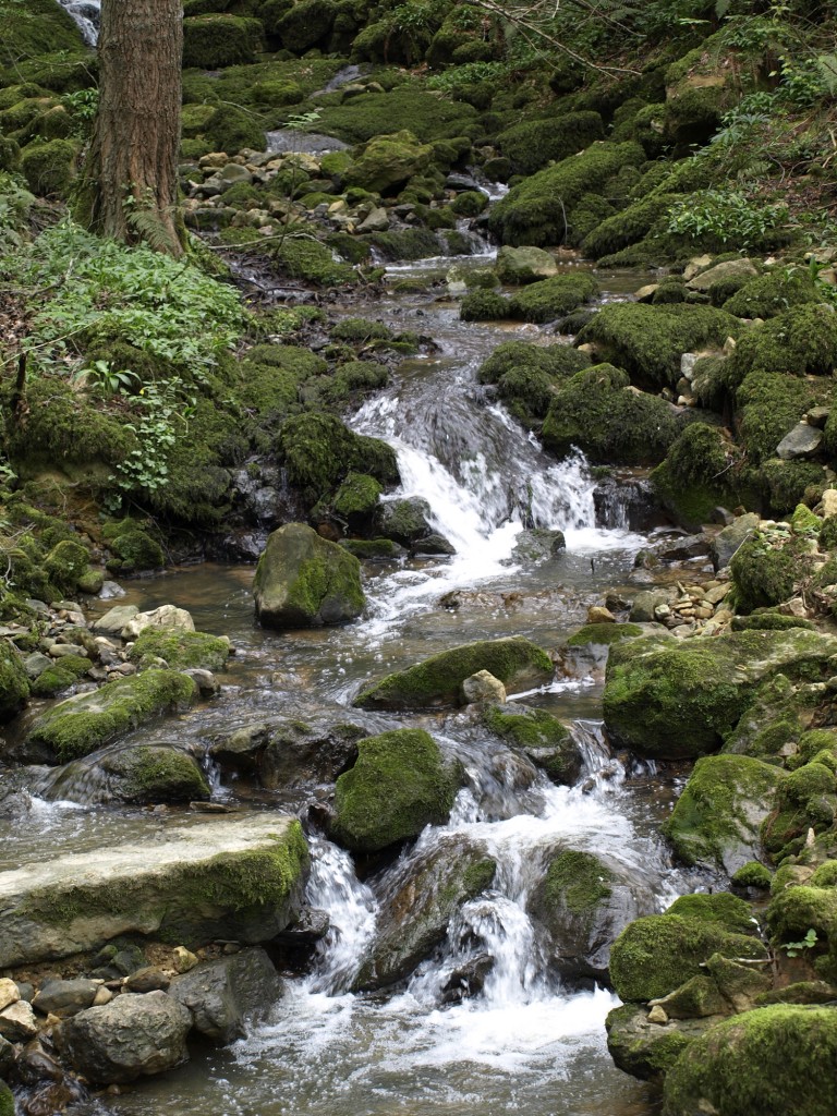 Foto: Agua entre musgo - Muñorrodero (Cantabria), España