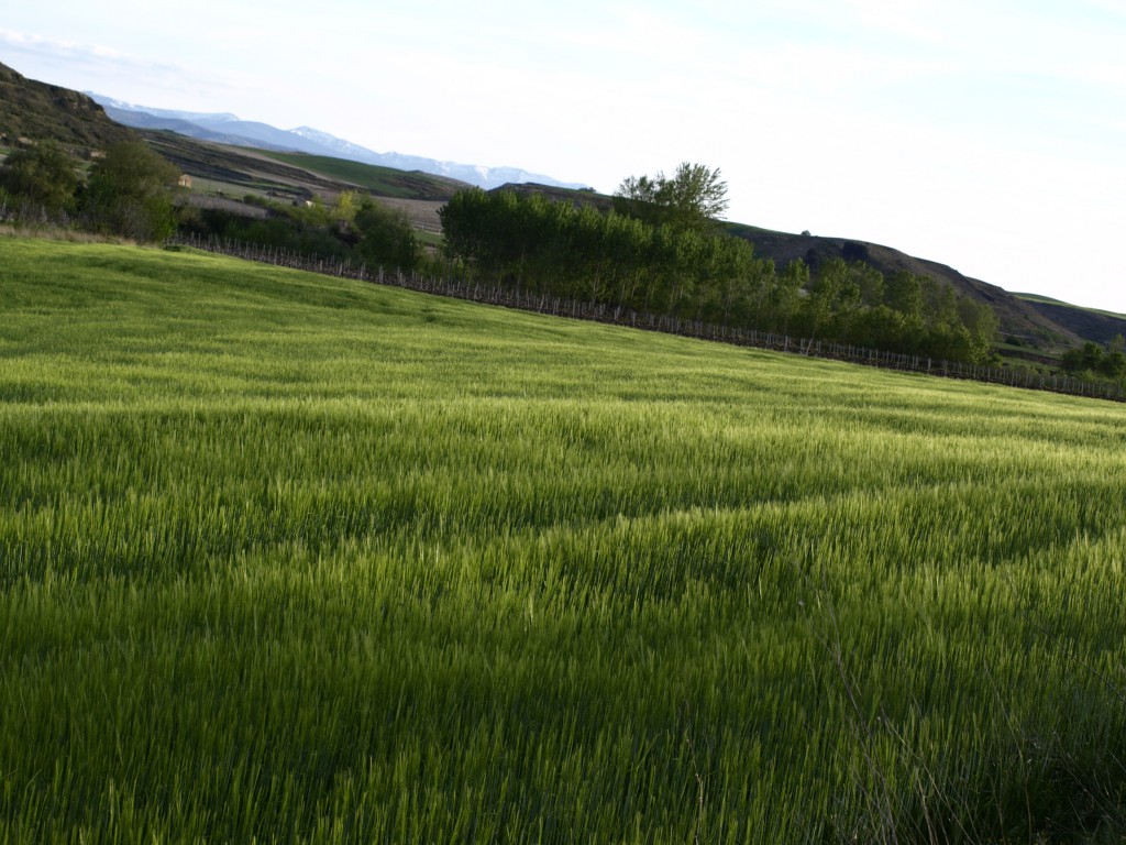 Foto: Campos de cereal - Cuzcurrita de Río Tirón (La Rioja), España