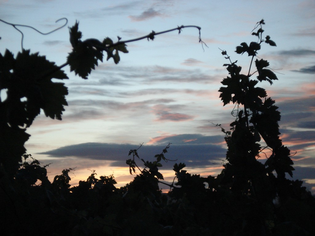 Foto: Viñedos al anochecer - Cuzcurrita de Río Tirón (La Rioja), España