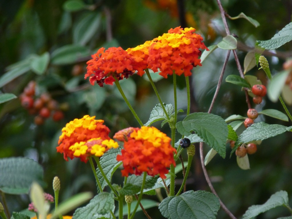 Foto: Cerro San Bernardo - Salta, Argentina