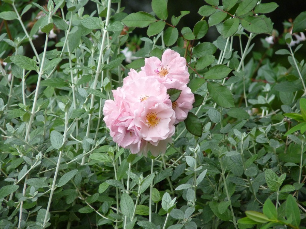 Foto: Cerro San Bernardo - Salta, Argentina