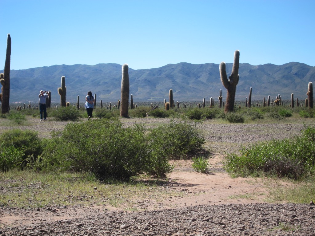 Foto: Parque Nacional Los Cardones - Cachi (Salta), Argentina