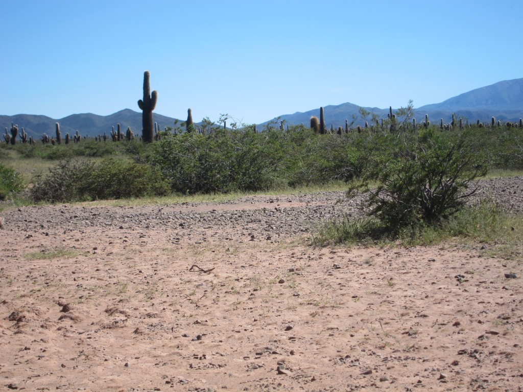 Foto: Parque Nacional Los Cardones - Cachi (Salta), Argentina