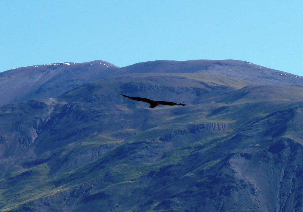 Foto: Cuesta del Obispo. Cóndor en vuelo. - Cachi (Salta), Argentina