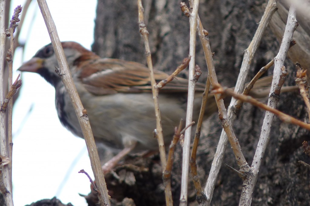 Foto de Cachi (Salta), Argentina