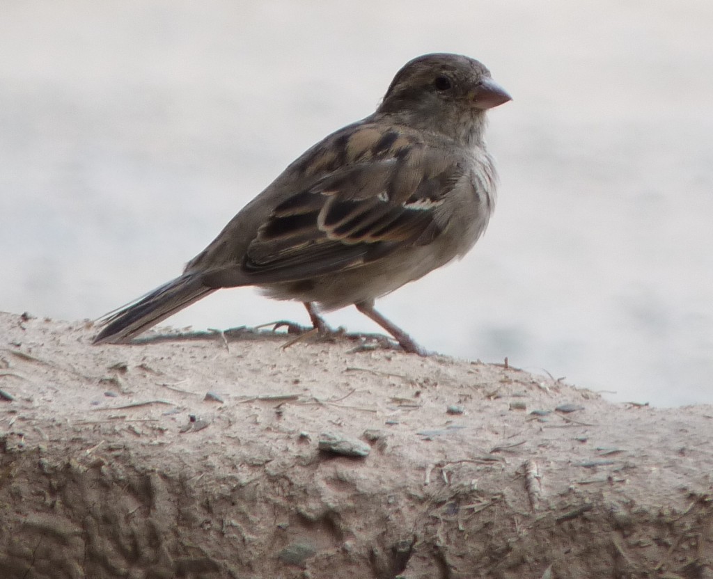 Foto de Cachi (Salta), Argentina