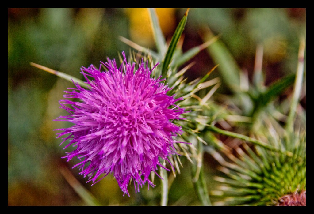 Foto: Cardos - Pirineo Aragones (Huesca), España