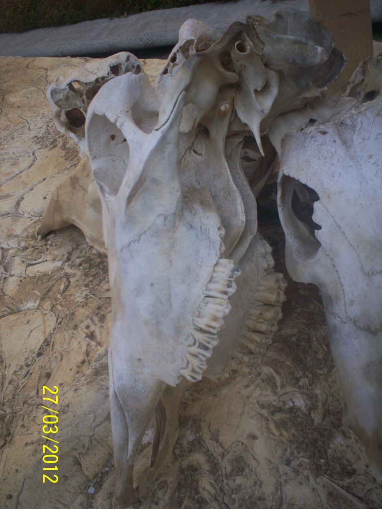 Foto: MUSEO - Alajuela, Costa Rica