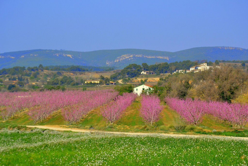 Foto: Primavera en el Penedes - Sant Martí Sarroca (Barcelona), España