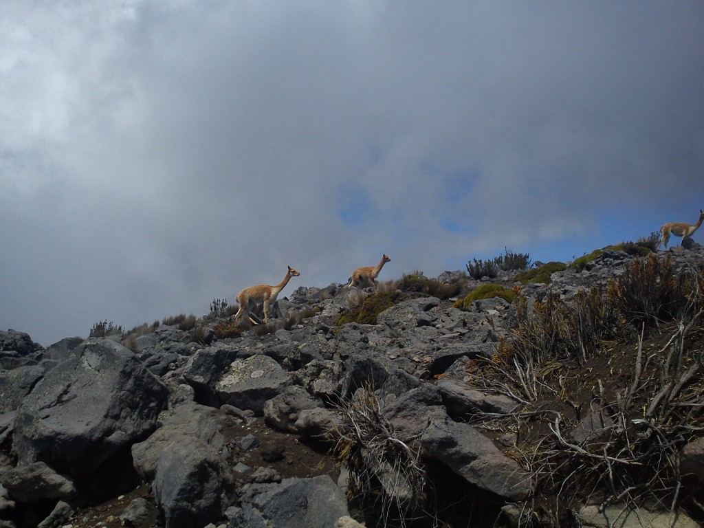 Foto: Vida silvestre - Nevado Chimborazo (Chimborazo), Ecuador