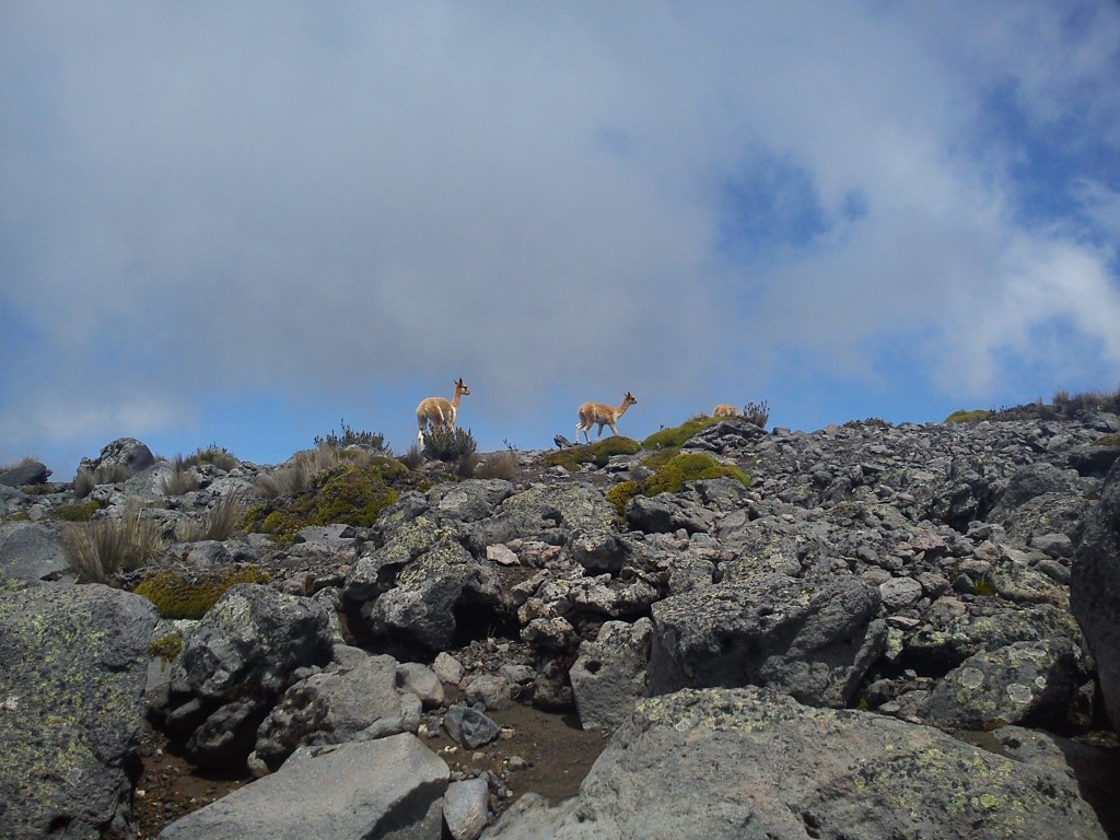 Foto: Vida silvestre - Nevado Chimborazo (Chimborazo), Ecuador