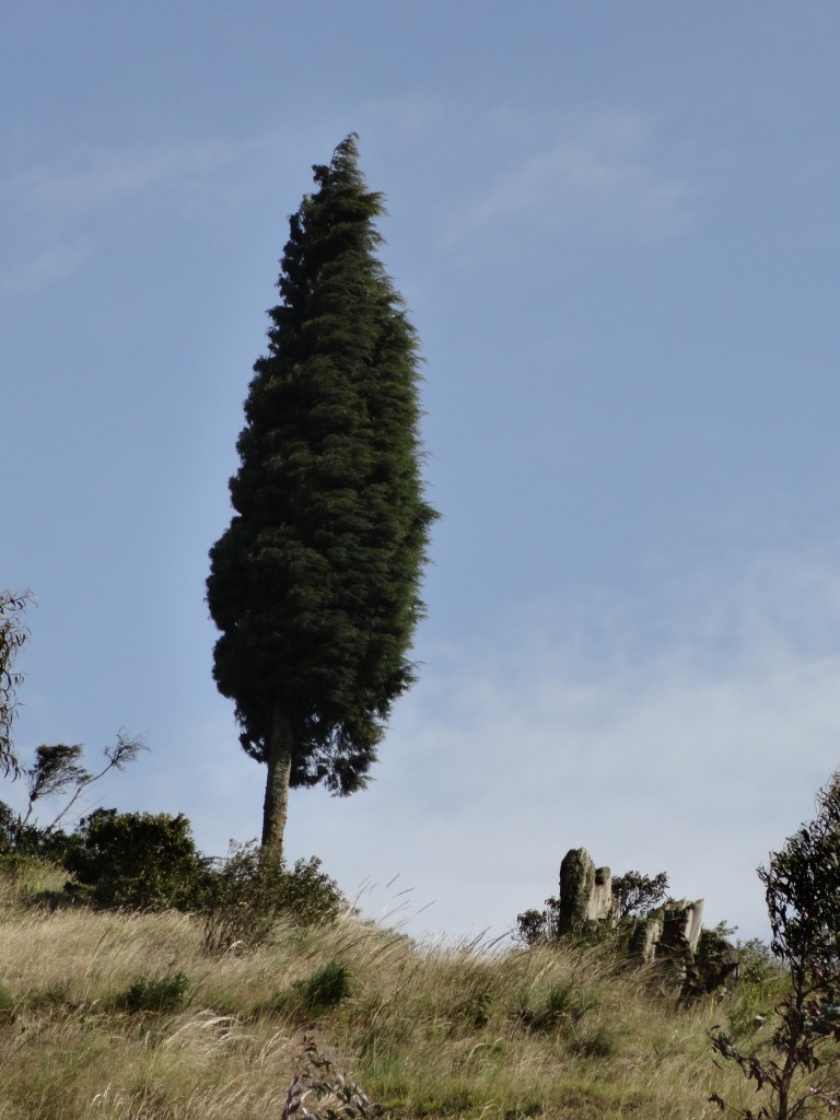 Foto: Un pino - Bayushig (Chimborazo), Ecuador