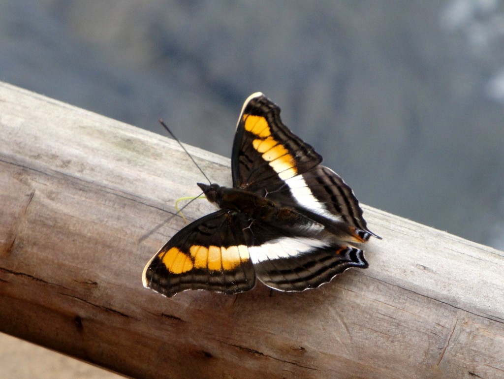 Foto: Circuito Superior - Puerto Iguazú (Misiones), Argentina