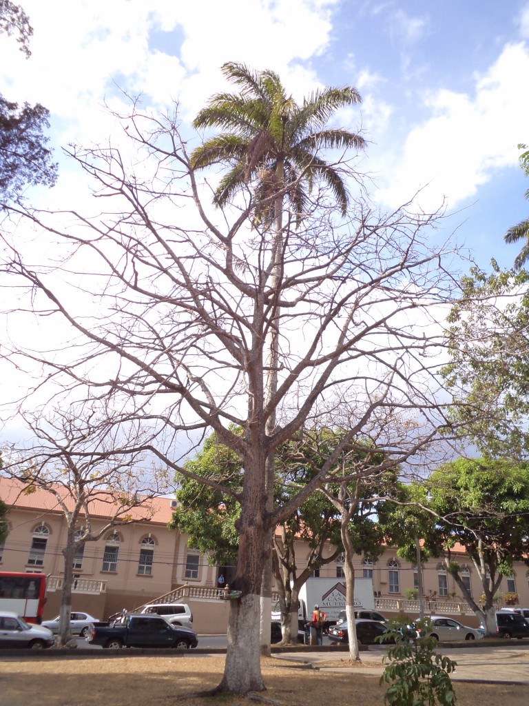 Foto de Alajuela, Costa Rica