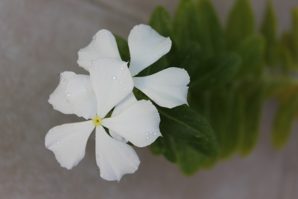 Foto de Tapachula (Chiapas), México