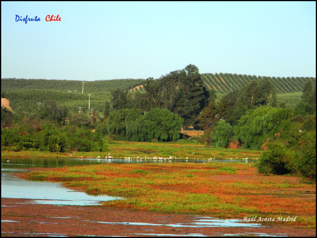 Foto de Marchigüe (Libertador General Bernardo OʼHiggins), Chile